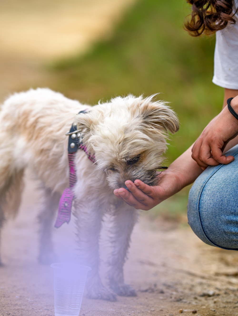 Revival Animal Health